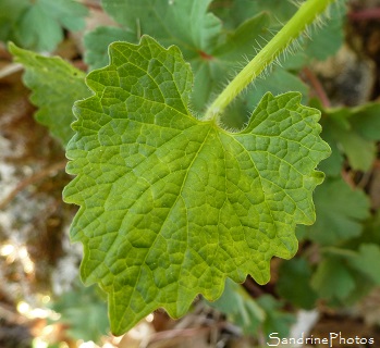 Alliaire officinale, Alliaria petiolata, Bouresse, le Verger, Sud-Vienne, Poitou (21)