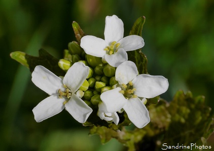 Alliaire officinale, Alliaria petiolata, Bouresse, le Verger, Sud-Vienne, Poitou (27)