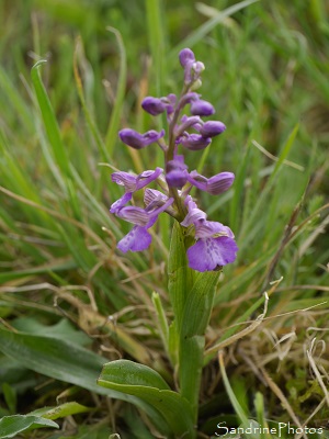 Anacamptis morio, Orchis bouffon, Orchidées sauvages, Wild orchids, Le Verger, Refuge LPO Bouresse, Sud-Vienne, Poitou 86 (26)