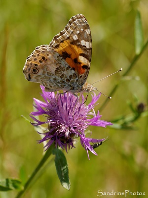 Belle Dame, Vanessa cardui, Nymphalidae, Papillons de jour, Le Verger, Refuge LPO Bouresse 86 (59)