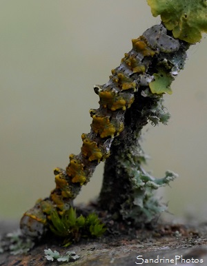 Boarmie des lichens, Cleorodes lichenaria, Chenille des Lichens sur chêne, Papillon de nuit, Le Verger, Bouresse 86, CC Vienne et Gartempe (14)