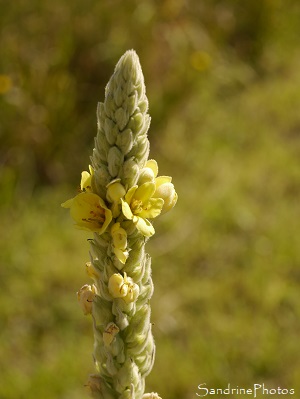 Bouillon blanc, Bonhomme, Fleurs sauvages jaunes, Verbascum thapsus, yellow wild flowers, Le Verger, Bouresse, Biodiversité du Sud-Vienne (10)