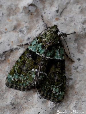 Bryophile vert-mousse, Cryphia algae, Papillon de nuit, Mothes and butterflies, Lichen, Jardin, le Verger, Bouresse (3)