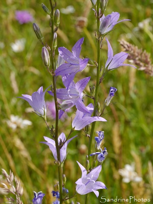 Campanule raiponce, Campanula rapunculus, Fleurs sauvages bleues, le Verger, Refuge LPO, Bouresse(23)