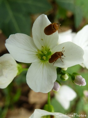 Cardamine des prés, Cardamine pratensis, Crucifères, Fleurs sauvages lilas à blanc, Bouresse,Sud-Vienne, Poitou (18)