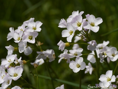 Cardamine des prés, Cardamine pratensis, Crucifères, Fleurs sauvages lilas à blanc, Bouresse,Sud-Vienne, Poitou, SandrinePhotos (14)