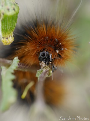 Chenille d`Ecaille Martre, Arctia caja, Arctiidae, Le Verger, Refuge LPO Bouresse, Sud-Vienne, Poitou 86 (47)