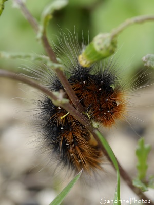 Chenille d`Ecaille Martre, Arctiidae, Le Verger, Refuge LPO Bouresse, Sud-Vienne, Poitou (38)