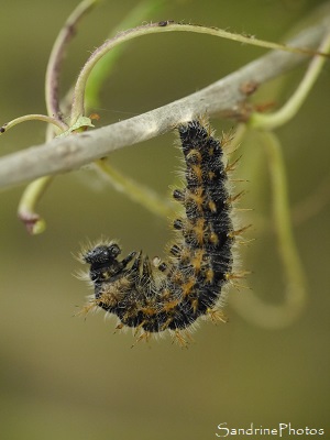 Chenille de Grande Tortue avant le stade de chrysalide, papillon de jour, Nymphalidae, Bouresse, Le Verger (3)