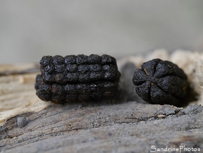 Chenille de Sphinx du troène, 8 cm, crottes, Sphinx ligustri, Papillon de nuit, Bouresse, Poitou, Biodiversité en région Nouvelle-Aquitaine(23)