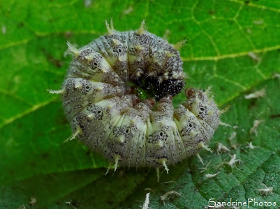 Chenille de Vulcain, Vanessa atalanta à forme claire, Chenille grise et verte dans une feuille d`ortie, Nymphalidae, Biodiversité de la région Sud-Vienne, Bouresse 86 (6)