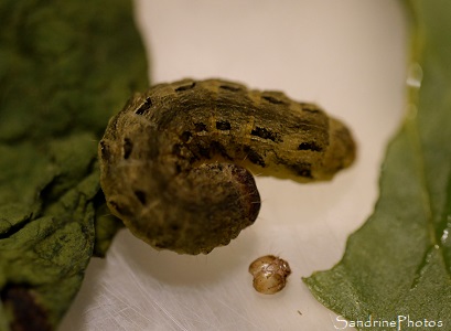 Chenille de hibou, Noctua pronuba,  après une mue, Noctuidae, Papillon de nuit (11)