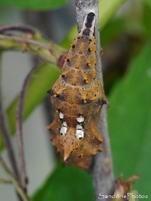 Chrysalides, Chenille de Grandes Tortues, papillon de jour, Nymphalidae, Bouresse, Le Verger (31)