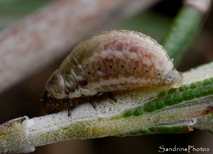 Chrysomèle du romarin ou Chrysomèle américaine - Chrysolina americana - Chrysomelidae, Coléoptères, Jardin, le Verger, Refuge LPO Bouresse, Biodiversité du Sud Vienne, Poitou 86 (14)