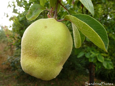 Cognassier Géant du Portugal, arbres fruitiers, Quince tree, Orchard, fruit trees of the garden, Coing, Jardin, Le Verger, Bouresse, Poitou-Charentes (33)