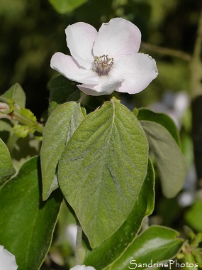 Cognassier Géant du Portugal, arbres fruitiers, Quince tree, Orchard, fruit trees of the garden, Flowers, Jardin, Le Verger, Bouresse, Poitou-Charentes (24)