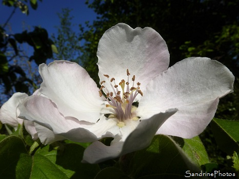 Cognassier Géant du Portugal, arbres fruitiers, Quince tree, Orchard, fruit trees of the garden, Flowers, Jardin, Le Verger, Bouresse, Poitou-Charentes (25)