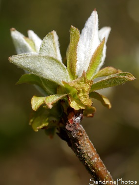 Cognassier Géant du Portugal, arbres fruitiers, Quince tree, Orchard, fruit trees of the garden, Jardin, Le Verger, Bouresse, Poitou-Charentes (22)