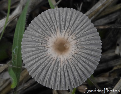 Coprin parasol, Coprin plissé, Parasola plicatilis, Champignons jardin, le Verger, Bouresse, Poitou, Biodiversité en région Nouvelle-Aquitaine (140)