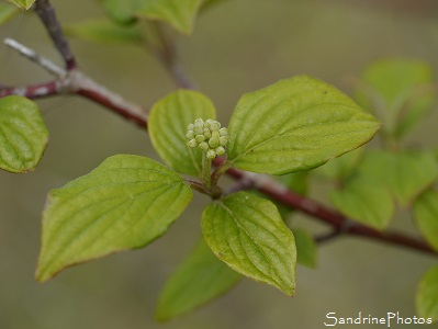 Cornouiller sanguin, Cornus sanguinea, rameaux rouges, Arbres et arbustes du Poitou-Charentes, Nouvelle-Aquitaine, (11)