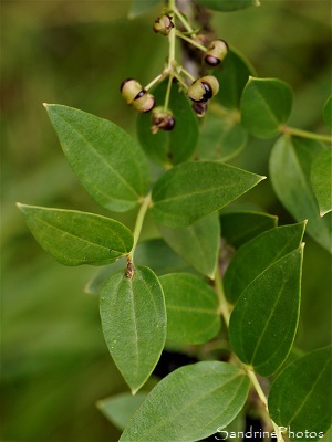 Corroyère à feuilles de myrte, Coriaria myrtifolia, Arbres et arbustes, Plante toxique, Joncels (21)