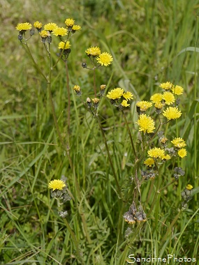 Crépide à vésicules, Crepis vesicaria, Fleur jaune sauvage, Yellow wild flower, Jardin, Le Verger, Bouresse 86, Biodiversité du Sud-Vienne (133)