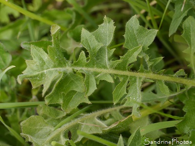 Crépide à vésicules, Crepis vesicaria, Fleur jaune sauvage, Yellow wild flower, Jardin, Le Verger, Bouresse 86, Biodiversité du Sud-Vienne (137)