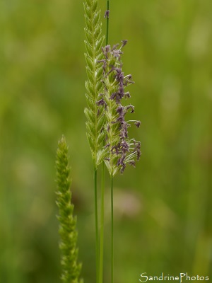 Crételle des prés, Cynosurus cristatus, Poacaea, Graminées, prairie, Le Verger, Refuge LPO, Bouresse  (17)