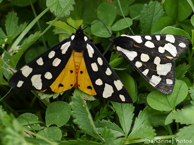 Ecaille fermière, Epicallia villica, Papillon de nuit noir et blanc, rouge et jaune, Le Verger, Bouresse (17)