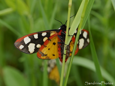 Ecaille fermière, Epicallia villica, papillon de nuit noir et blanc, rouge et jaune, Le Verger, Bouresse (21)