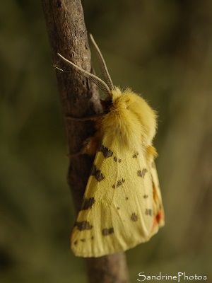 Ecaille pourpre, Diacrisia purpurata, Aarctiidea, Papillons de nuit, Le Verger, Bouresse (27)