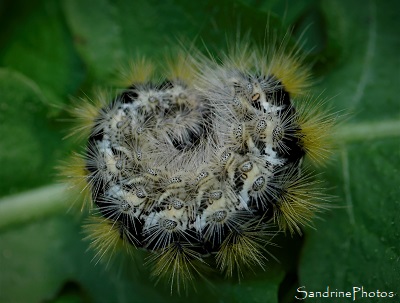 Ecaille pourpre, chenille, Diacrisia purpurata, Aarctiidea, Papillons de nuit, Le Verger, Bouresse, Poitou (8)