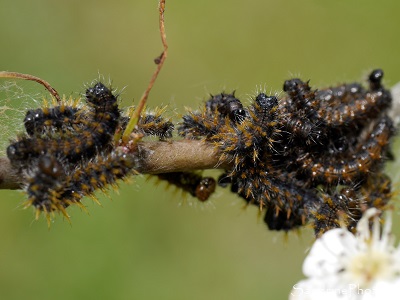 Elevage de Chenilles Grande Tortue, Papillon de jour, Nymphalidae, Chenilles sur aubépine, Bouresse, le Verger, Refuge LPO (40)