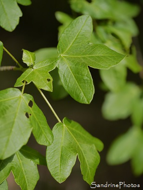 Erable de Montpellier, Acer monspessulanum, Arbres, Trees, Vallée de l`Aubineau, Fressine, Biodiversité du Sud-Vienne 86 (21)