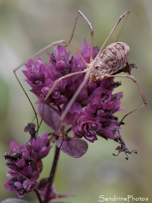 Faucheux commun, Phalangium opilio-Opiliones, insectes, Jardin, Le Verger, Bouresse, Poitou-Charentes (4)