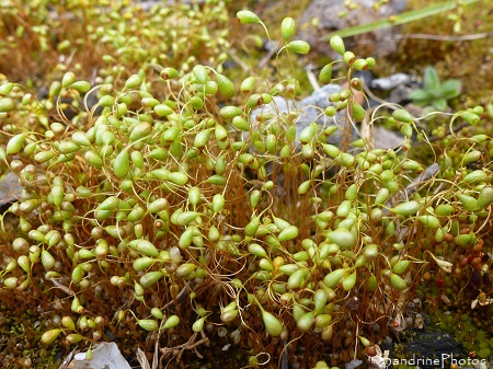 Funaire hygromètre, Funaria hygrometrica, Funariaceae, Bryophyte, Mousse, Le Verger, Bouresse, Biodiversité du Sud-Vienne (10)