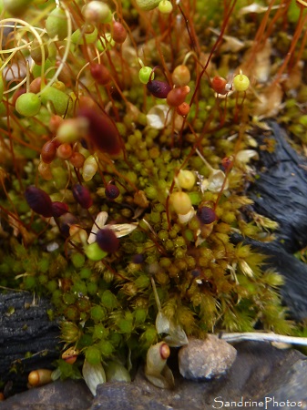 Funaire hygromètre, Funaria hygrometrica, Funariaceae, Bryophyte, Mousse, Le Verger, Bouresse, Biodiversité du Sud-Vienne 86