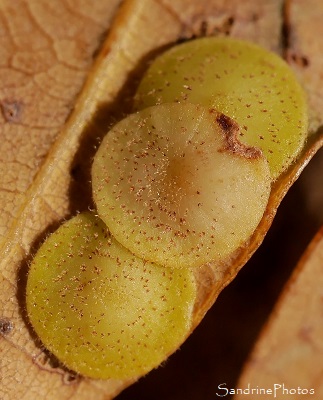Galle plate sous feuille de chêne, Neuroterus quercusbaccarum, lentille ronde, jaune et plate, Le Verger, Refuge LPO Bouresse, Sud-Vienne (20)