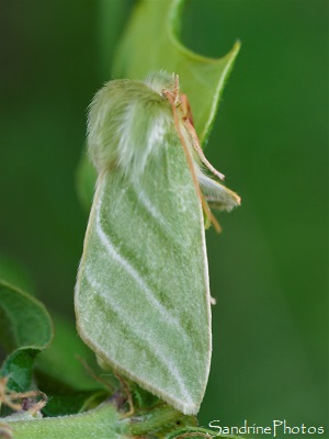 Halias du Hêtre, Pseudoips prasinanus, Nolidae, Mothes and Butterflies, Papillons de nuit, Le Verger, Bouresse 86 (18)