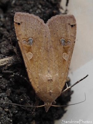 Hibou, Noctua pronuba, Noctuidae, Papillon de nuit, Bouresse, le Verger, Sud-Vienne 86 (2)