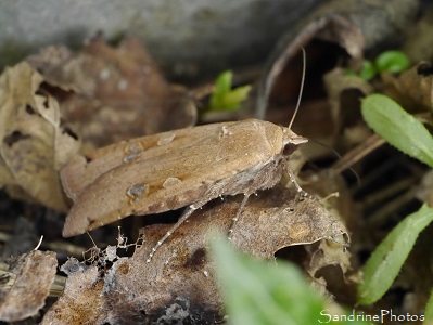 Hibou, Noctua pronuba, Noctuidae, Papillon de nuit, Bouresse, le Verger, Sud-Vienne 86 (6)