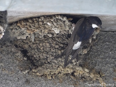 Hirondelles de fenêtre, Delichon urbica, Nids d`hirondelles dans la rue du Bureau, Oiseaux de nos jardins, Bouresse, Sud-Vienne 86 (13)