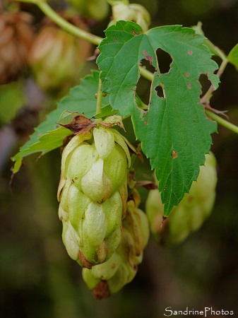 Houblon grimpant, Humulus lupulus, Fleurs sauvages vertes, La Planchette, Queaux (10)