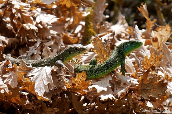 Lézard vert occidental, mâle et femelle, le Verger, Bouresse, refuge LPO 86