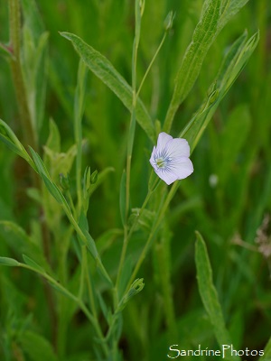 Lin bisannuel, à feuilles étroites, Linum bienne, Linum usitatissimum, Fleurs sauvages bleu clair, Jardin, le Verger, Bouresse, Refuge LPO, Sud-Vienne, Poitou (19)