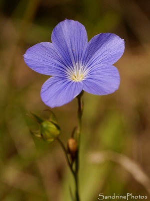 Lin vivace, Linum perenne, Fleurs sauvages bleues, Joncels, Joncelets, Gîte des Libellules  (7)