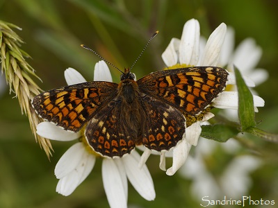 Mélitée des centaurées femelle, Melitaea phoebe, Nymphalidae, Papillon de jour, Le Verger, Refuge LPO, Bouresse 86 (64)