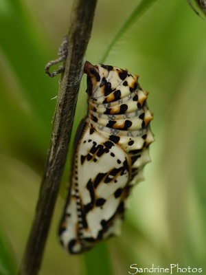 Mélitée orangée, Melitaea didyma, Chrysalide noire, blanche et jaune, Le Verger, Refuge LPO, Bouresse, Sud-Vienne 86 (34)