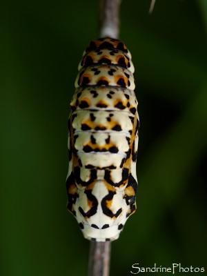 Mélitée orangée, Melitaea didyma, Chrysalide noire, blanche et jaune, Refuge LPO, Le Verger, Bouresse, Sud-Vienne 86 (39)