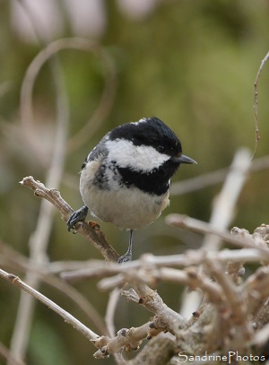 Mésange noires, Periparus ater, Oiseaux des jardins, Poitiers, SandrinePhotos Esprit Nature, Vienne, Poitou-Charentes 86